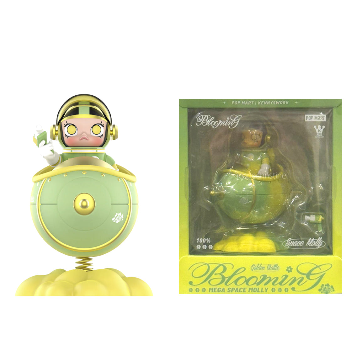 MEGA SPACE MOLLY 100% Blooming-Golden Wattle